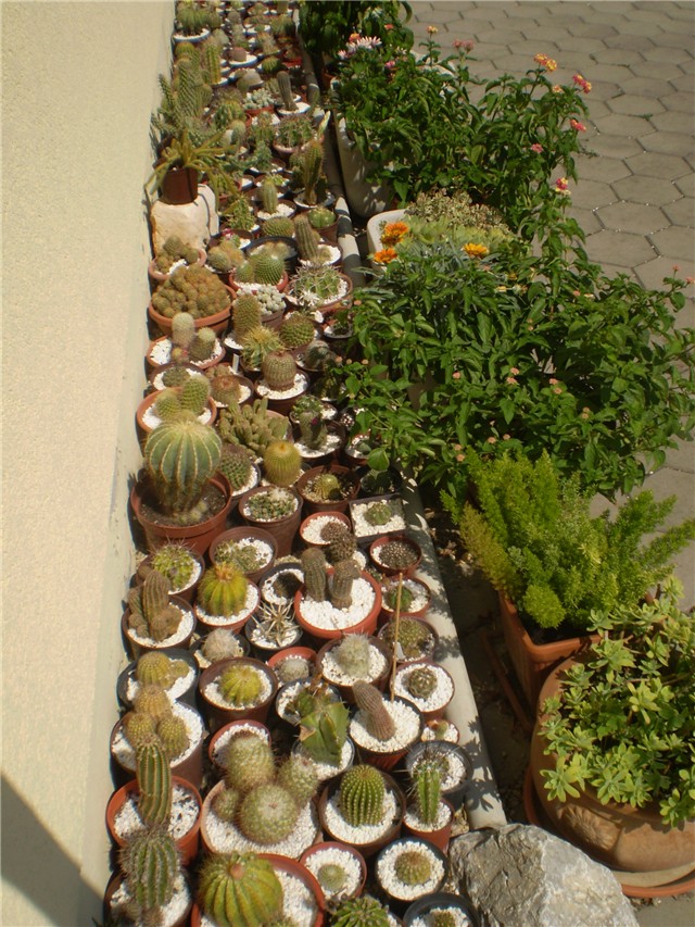 kaktus